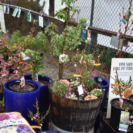 Dwarf fruit trees and flowering plants in pots and barrels at a garden center display.