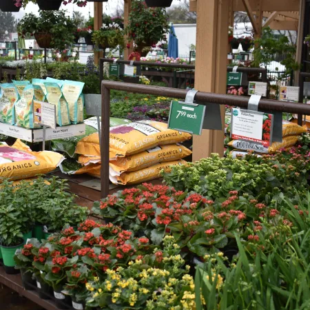 Outdoor garden center display with flowering plants, green foliage, and bags of organic soil for sale.
