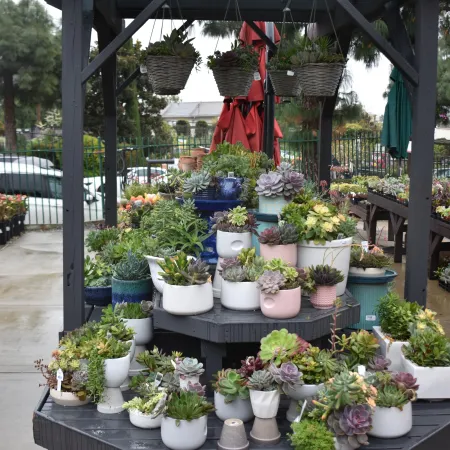 Outdoor display of various potted succulents arranged on tiered black wooden shelves under a pergola