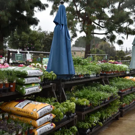 Outdoor garden center display with plants, flowers, planting mix bags, and closed blue umbrellas under pine trees.