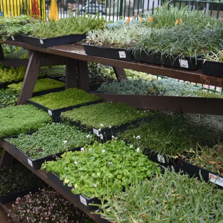 Rows of various green seedlings and small plants arranged on tiered wooden shelves in a nursery.
