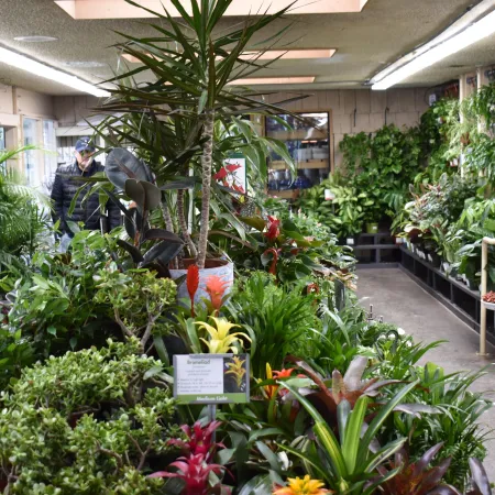 Indoor plant nursery filled with various green plants and a customer browsing among the foliage.