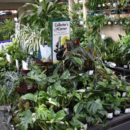 Indoor garden center's Collector's Corner with rare and hard-to-find houseplants arranged on display tables.