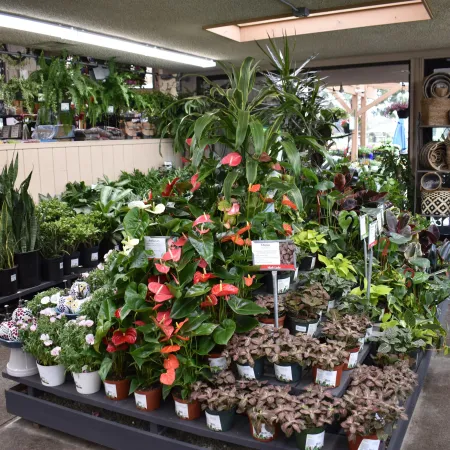 Indoor garden center display with various potted plants including anthuriums, ferns, and succulents under fluorescent lights.