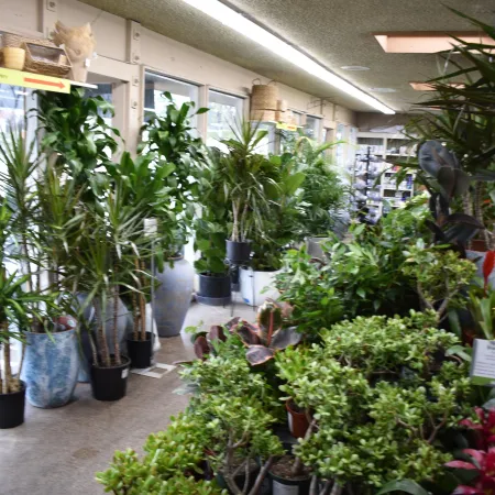 Indoor plant nursery with various potted green plants and succulents displayed on shelves and floor.
