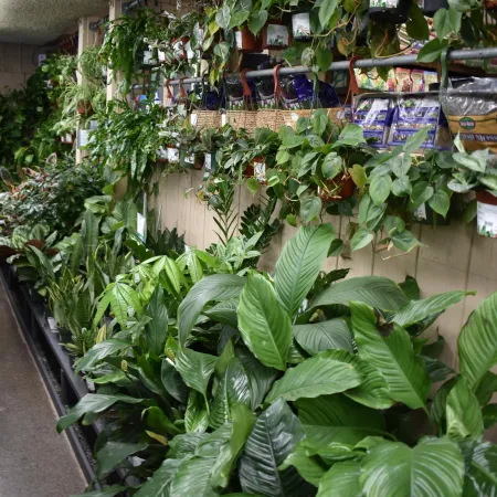 Indoor garden store aisle with various lush green potted plants and hanging planters arranged on shelves.