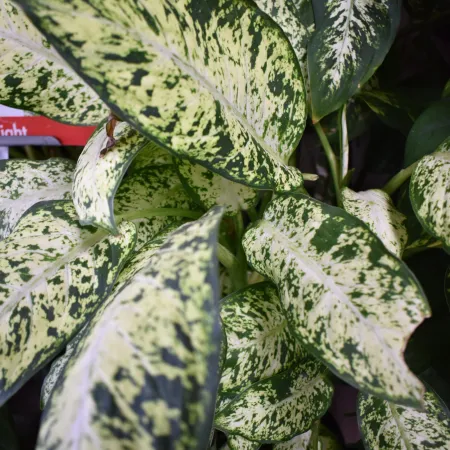 Close-up of Dieffenbachia plant leaves with green and white variegated patterns, showcasing dense foliage.