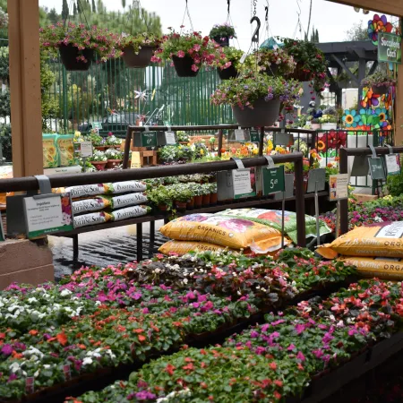 Outdoor garden center with colorful flowers, hanging plants, and bags of organic soil for sale under wooden canopy.