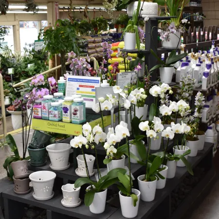 Display of potted white and purple orchids with plant pots and orchid food products in a garden store.