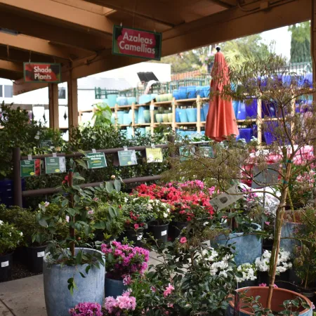 Outdoor garden center display with various potted azaleas, camellias, and shade plants under a wooden canopy.