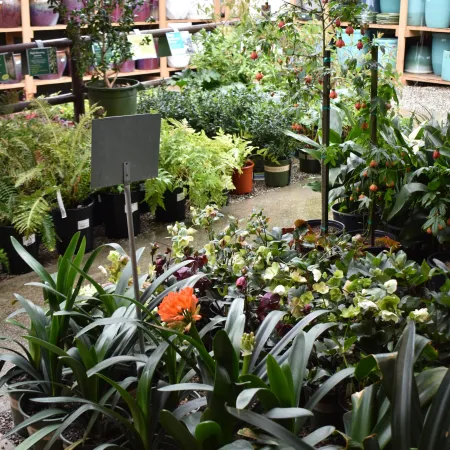 Assorted potted plants and flowers displayed in a garden center with shelves of ceramic pots in the background