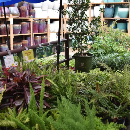 Garden center display featuring various ferns, potted plants, and colorful ceramic pots on shelves outdoors.