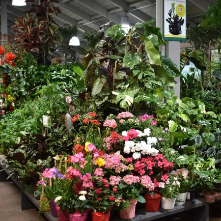 Colorful flowering and green potted plants displayed on shelves inside a garden center or nursery.