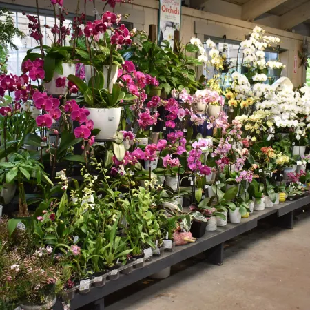 Indoor garden center display of vibrant pink, white, and purple orchids in pots on tables under a covered structure.