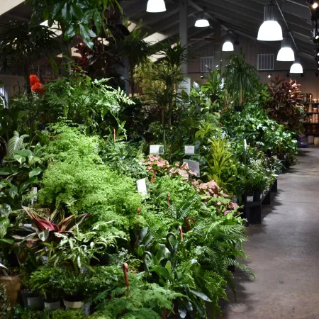 Indoor plant nursery with lush green ferns, foliage plants, and a walkway lined with potted plants under ceiling lights.