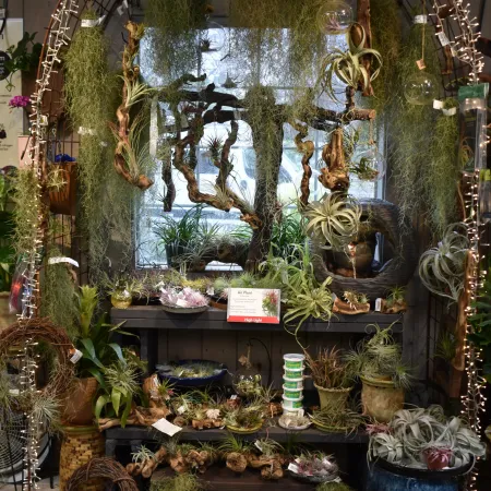 Indoor display of various air plants and hanging greenery with decorative driftwood and string lights.