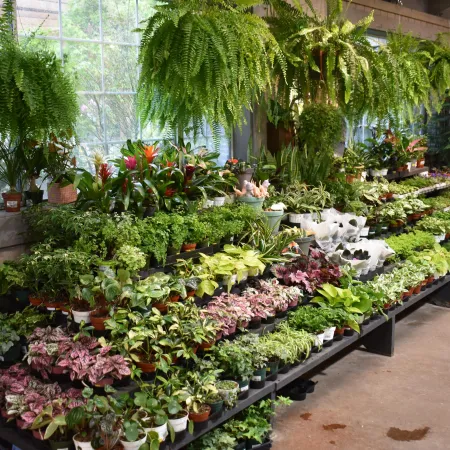 Indoor plant nursery showcasing a variety of potted plants and hanging ferns on shelves in natural light.