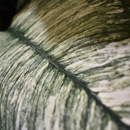 Close-up of a variegated green and white tropical leaf with distinct veins and textured surface