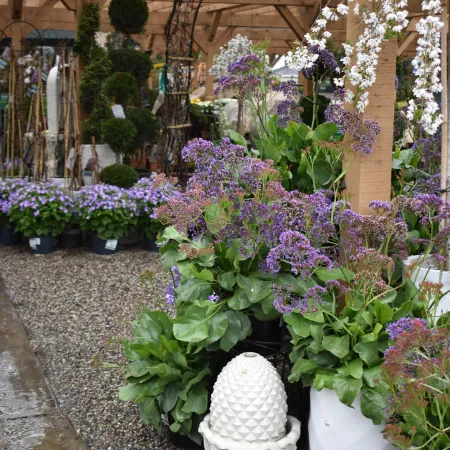 Outdoor garden center with various potted purple flowers, topiary plants, and decorative white stone pineapple under wooden pergola.