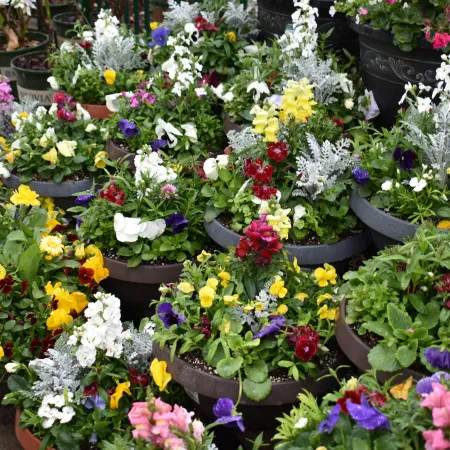 Variety of colorful flowers including pansies and snapdragons in round pots on a wet surface outdoors