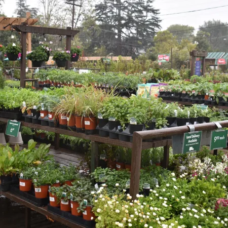 Outdoor garden center with various potted plants and flowers displayed on wooden tables under overcast sky.