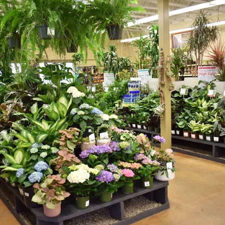 Indoor plant nursery with diverse flowering and leafy plants displayed on tables under bright lighting.