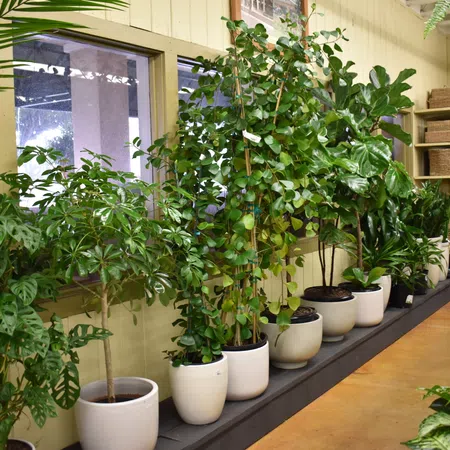 Indoor row of various green potted plants on a ledge beside a window with woven baskets in the background