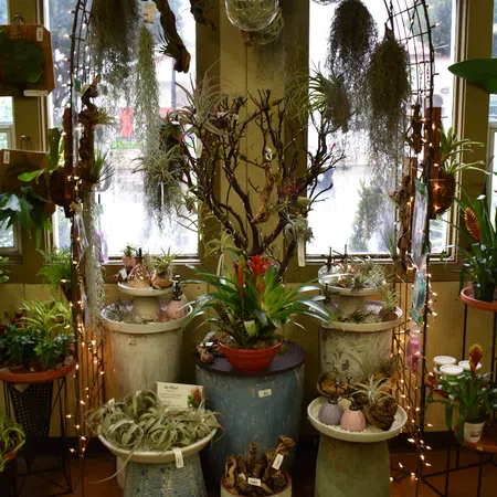 Indoor display of air plants and various greenery arranged on pots and hanging from a metal arch with string lights.