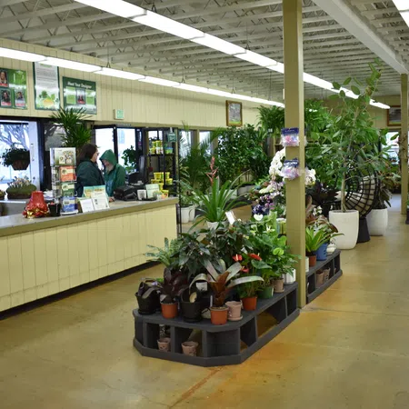 Bright indoor garden store with a variety of potted plants, customer service counter, and hanging baskets.