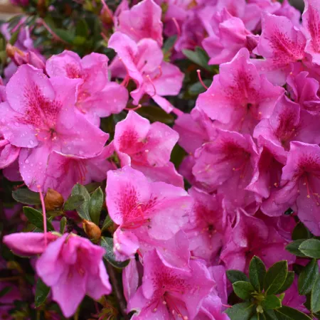 Close-up of vibrant pink azalea flowers with green leaves and water droplets on petals outdoors.