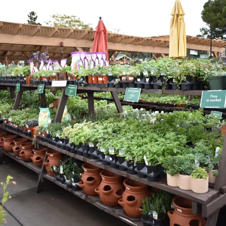 Outdoor plant nursery display with herbs, potted plants, and terracotta pots under wooden pergola.