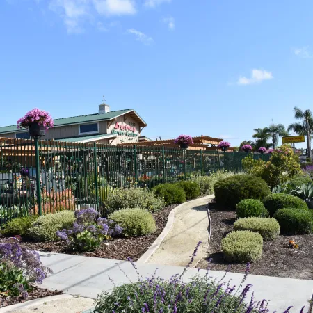 Outdoor nursery with flowering plants, bushes, and garden center under a clear blue sky along a street sidewalk.