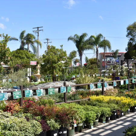 Outdoor garden center with various potted plants, shrubs, and palm trees under a clear blue sky.