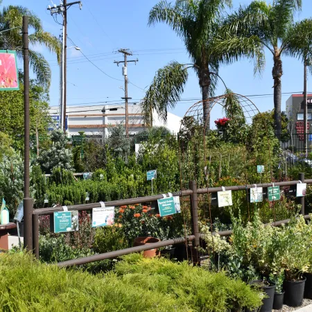 Outdoor nursery section displaying medium shrubs and various potted plants under clear blue sky with palm trees.