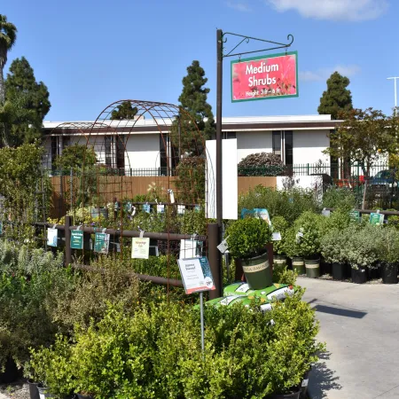 Outdoor plant nursery section with medium shrubs in pots under a clear blue sky with signage.