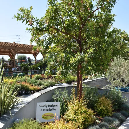 Landscaped garden bed with a tree, various shrubs, and a stone wall under clear blue sky at a garden center.
