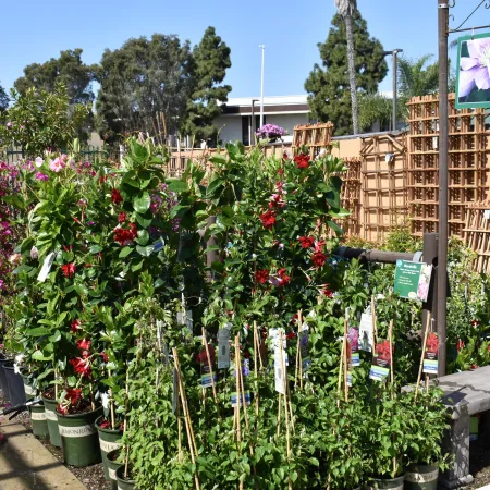 Outdoor plant nursery section featuring vibrant flowering vines in pots with a wooden bench nearby under a 'Vines' sign.