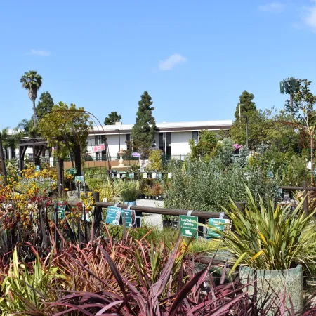 Outdoor garden center with a variety of colorful plants and shrubs under a clear blue sky.