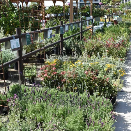 Outdoor garden center with rows of flowering plants and wooden pergolas under bright sunlight.