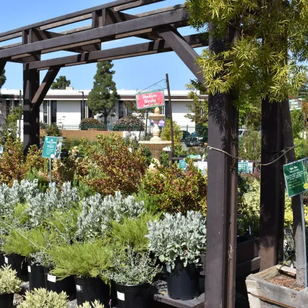 Outdoor garden center with various potted shrubs and plants displayed under a wooden pergola on a sunny day.