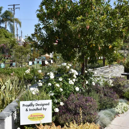 Garden landscaped with white flowers, shrubs, tree, and a sign for Armstrong Garden Centers under blue sky.