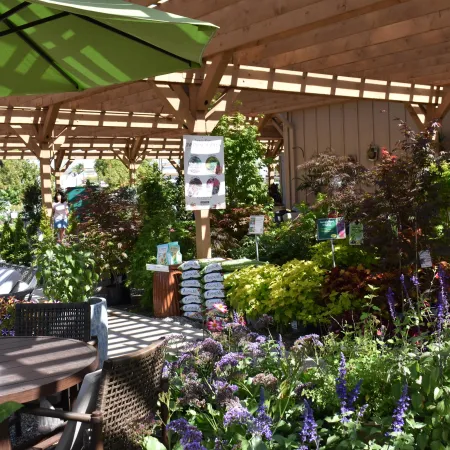 Outdoor garden center under wooden pergola with green umbrella, plants, flowers, and garden supplies on a sunny day.