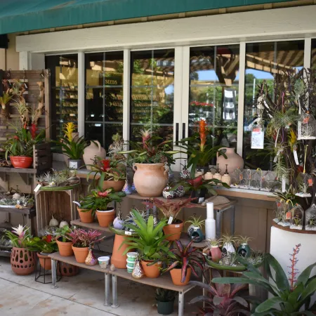 Outdoor plant shop display with various potted tropical plants, succulents, and decorative pottery under green awning.