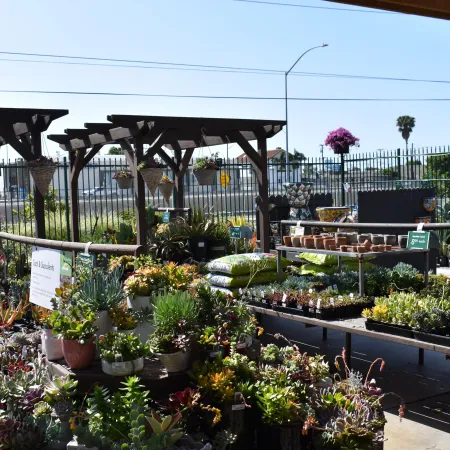 Outdoor nursery with various potted succulents and plants displayed under wooden pergolas on a sunny day.