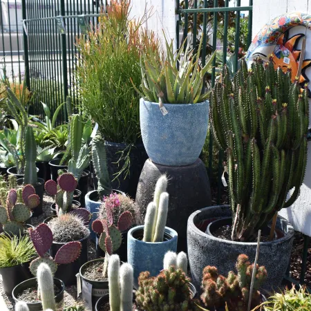 Potted cacti and succulents of various shapes and sizes displayed outdoors along a metal fence under sunlight.