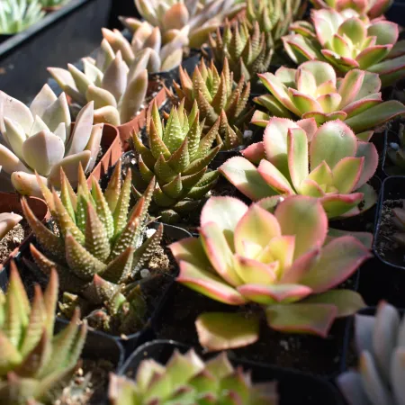 Close-up of diverse colorful succulents arranged in nursery trays under bright sunlight.
