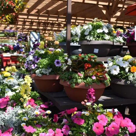 Bright and colorful flower pots with petunias and other blooms displayed under a wooden pergola at a garden center.