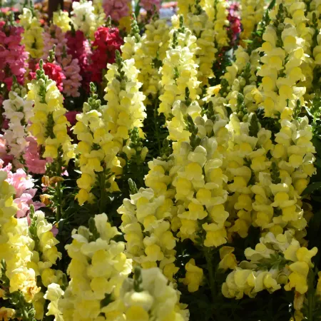 Field of blooming snapdragon flowers in yellow, pink, red, and white under bright sunlight.