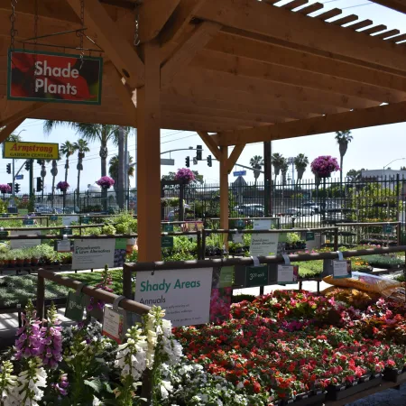 Outdoor garden center with wooden pergola showcasing shade plants and colorful flowers in pots and hanging baskets.