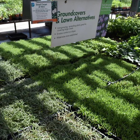 Various groundcover plants displayed in trays under a shaded outdoor nursery sign for lawn alternatives